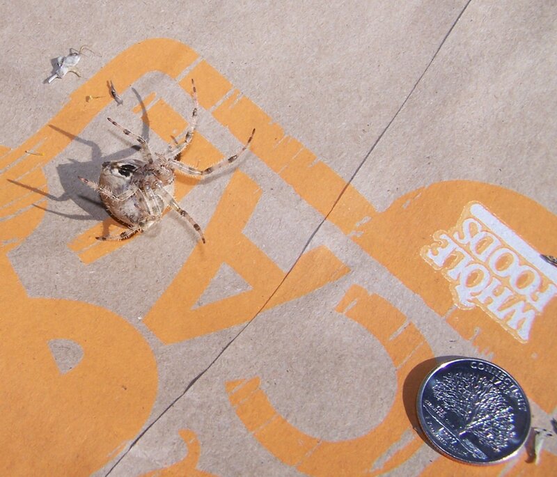 Spider on cardboard with coin
