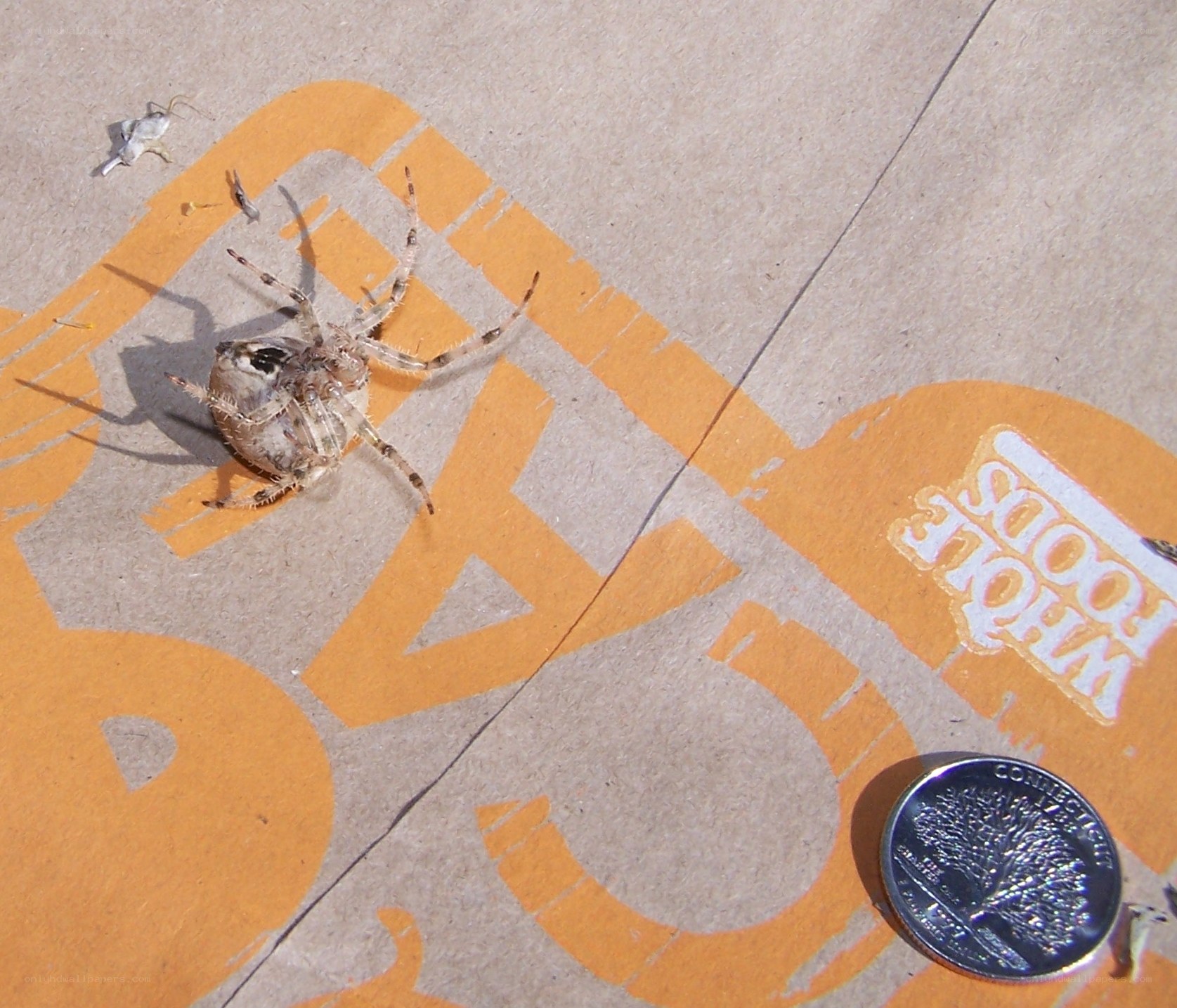 Spider on cardboard with coin