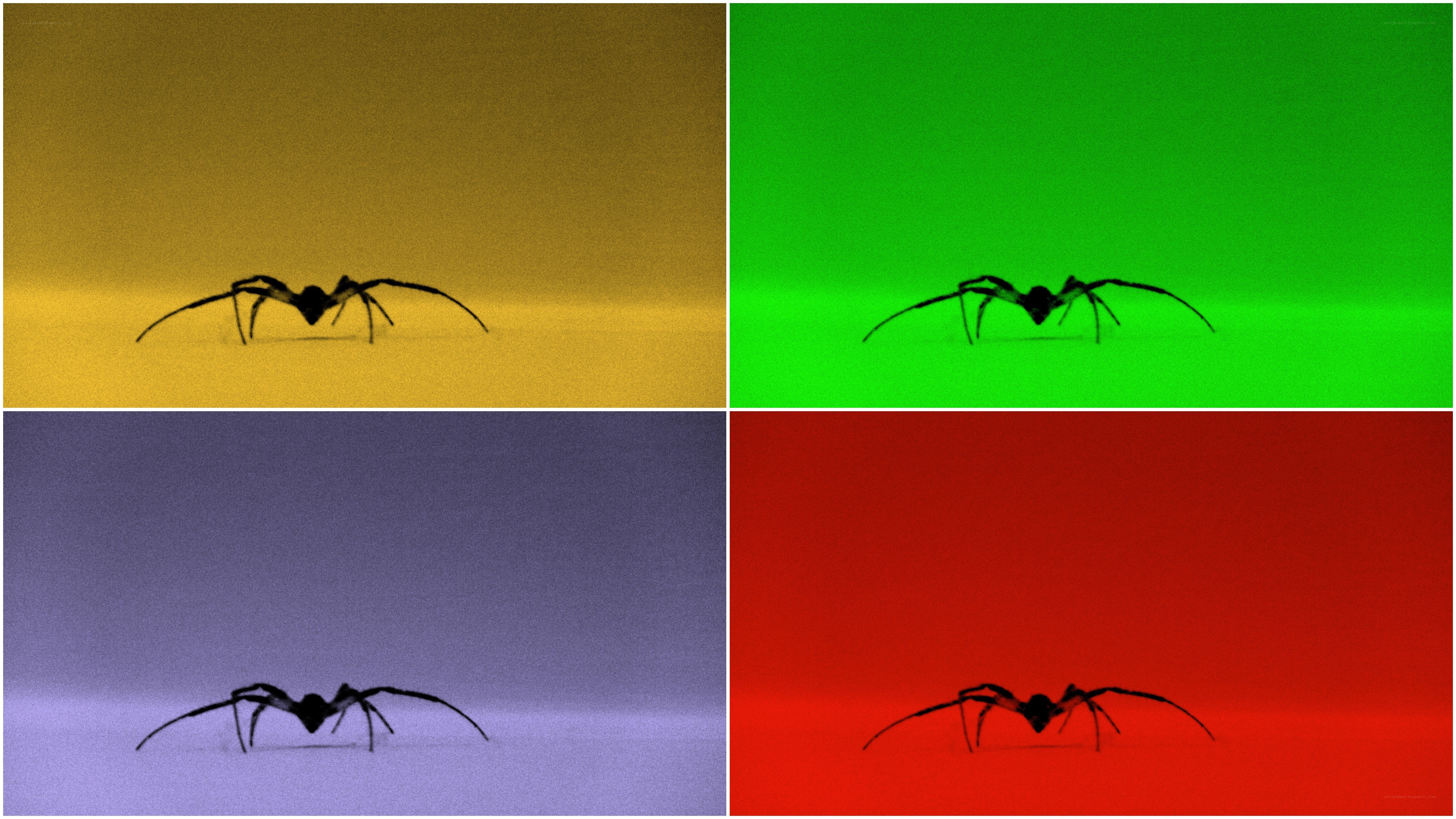 Spider on colored backgrounds