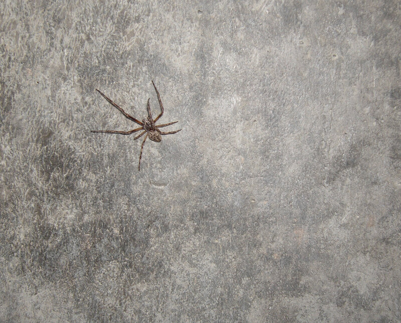 Spider on concrete surface