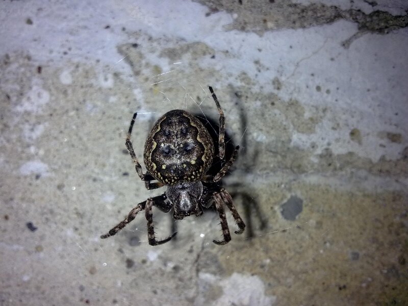 Spider on Concrete Surface — Gray