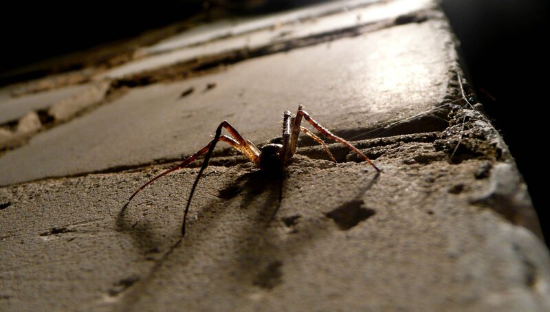 Spider on Concrete