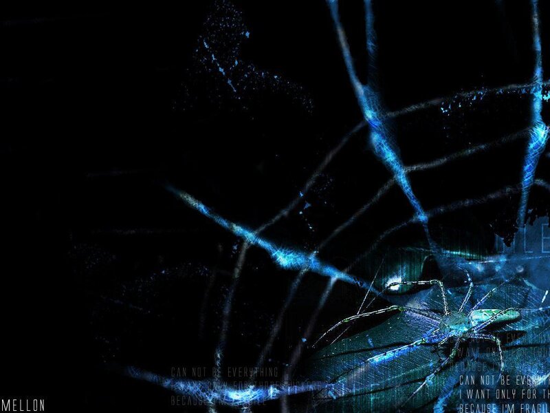 Spider on Cracked Glass