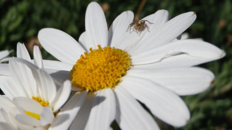 Spider on Daisy Flower