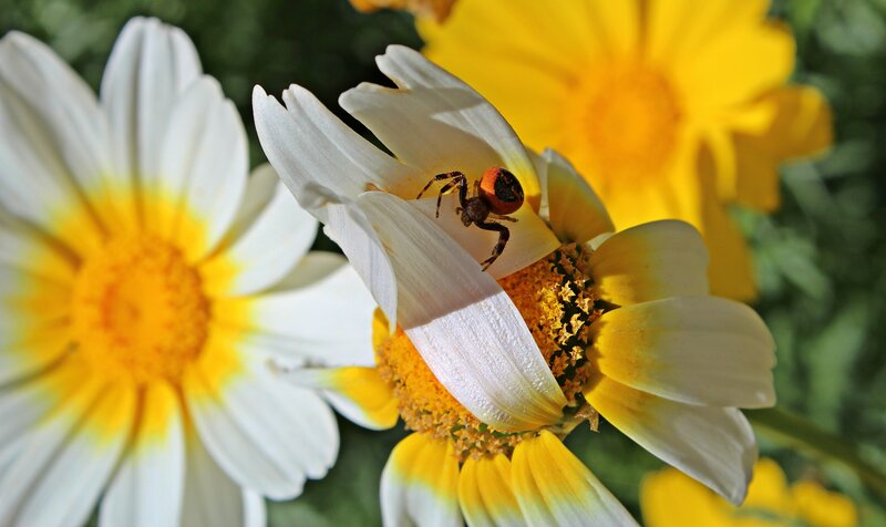 Spider on Daisy Flower — Yellow