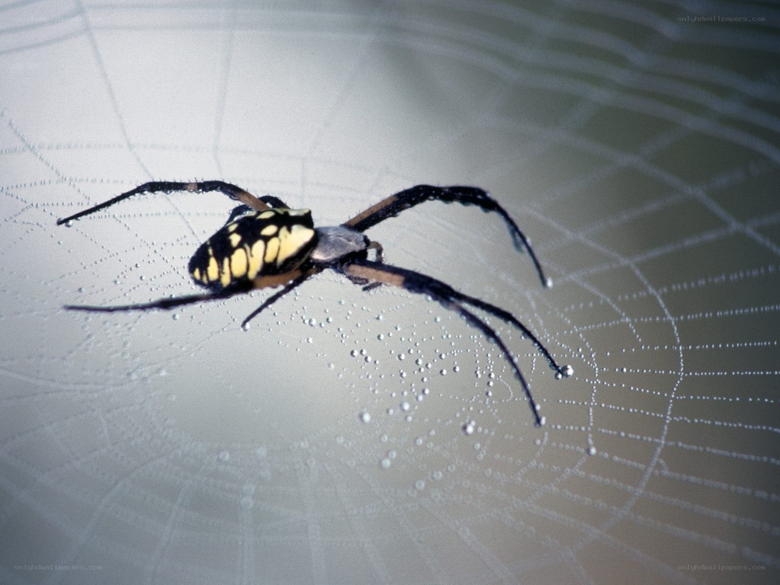 spider on dew-covered web