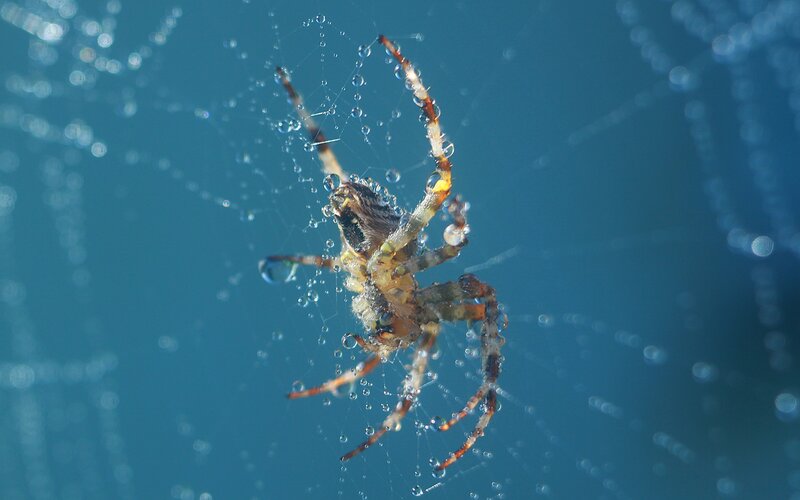 spider on dew-covered web