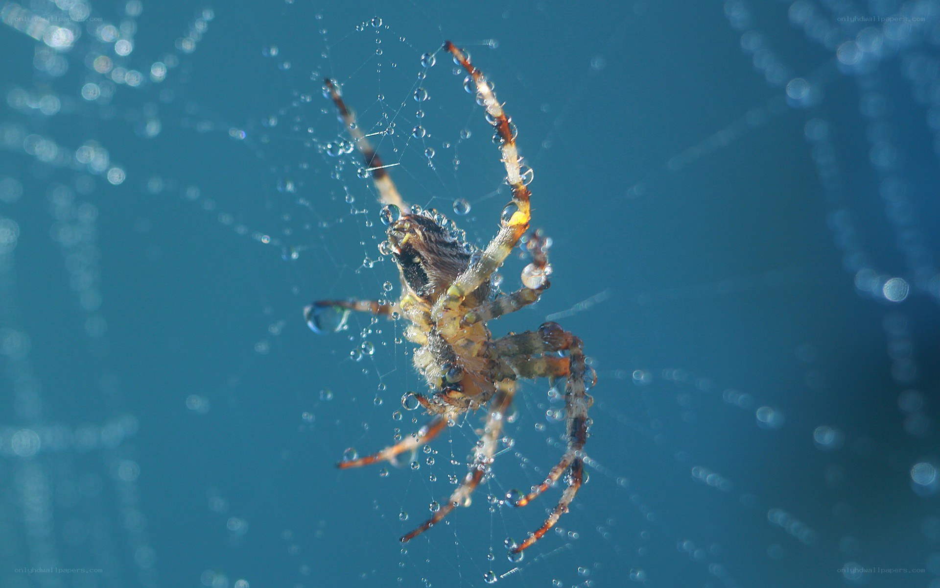 spider on dew-covered web