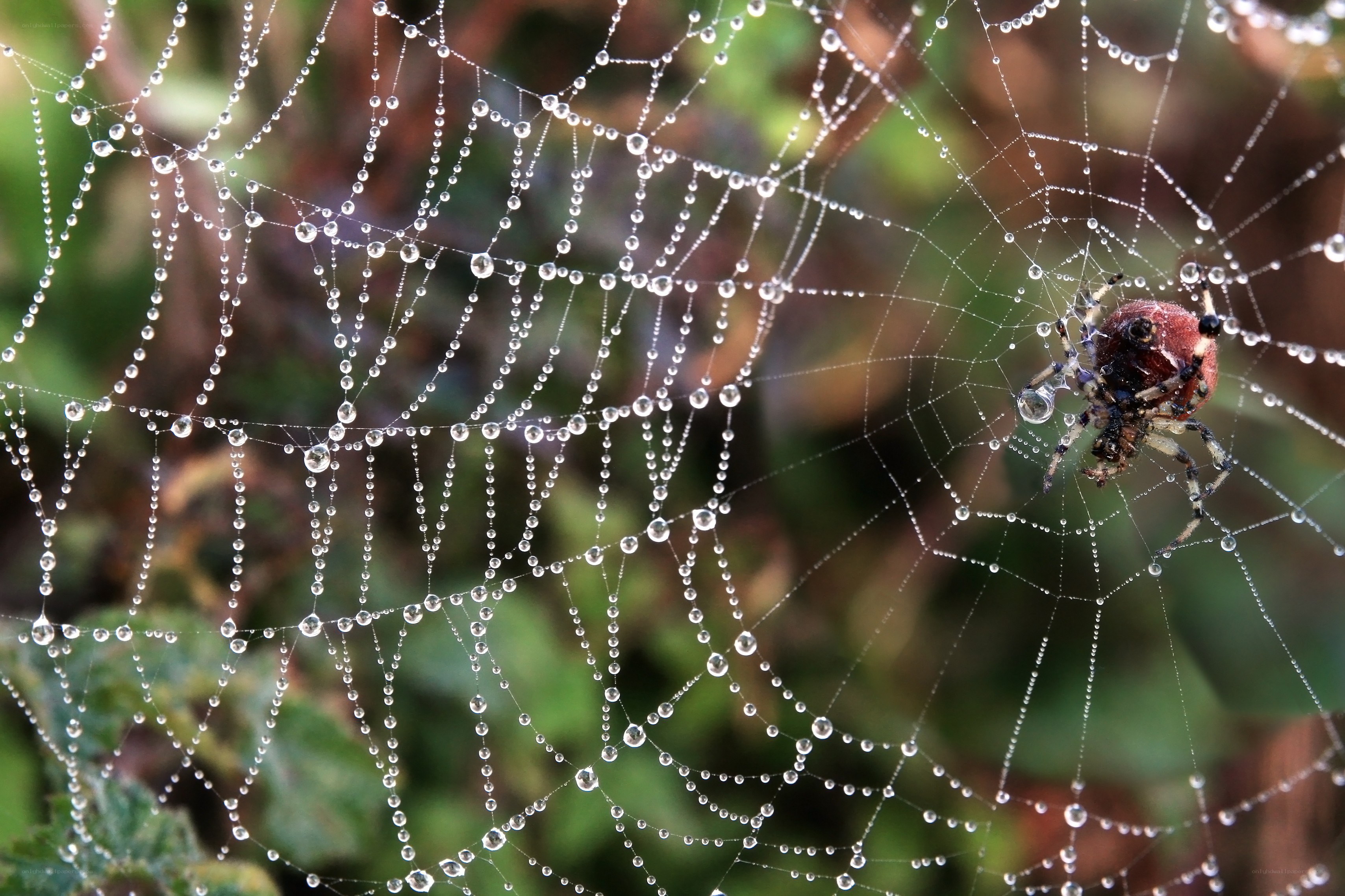 spider on dew-covered web