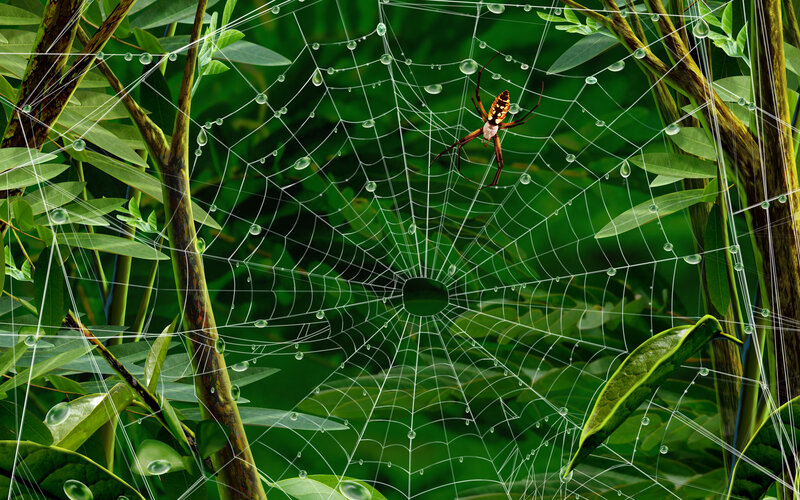 Spider on dew-covered web