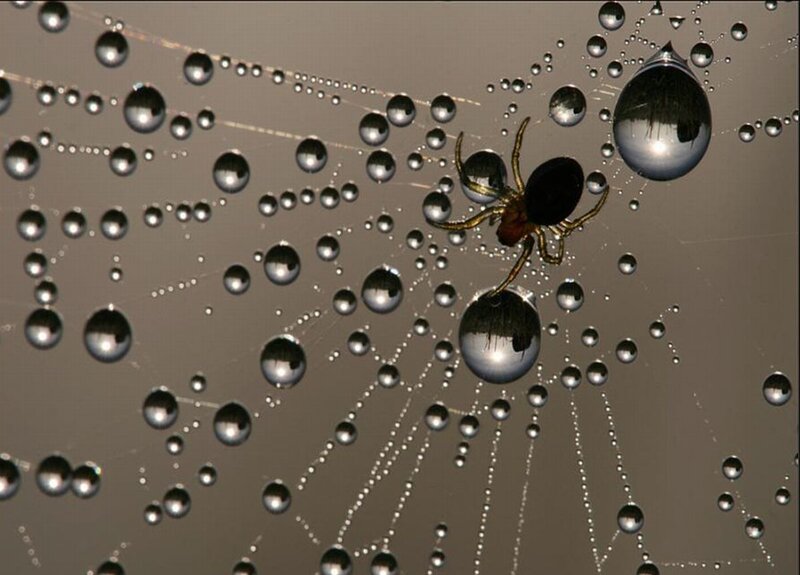 Spider on Dew-covered Web — Gray