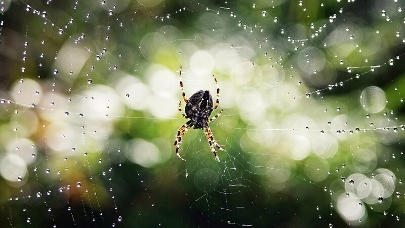 Spider on Dew-covered Web — Green