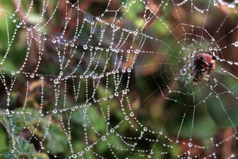 Spider on Dew-covered Web — White, Calm