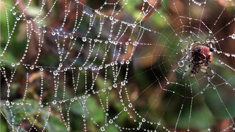 Spider on Dew-covered Web — White