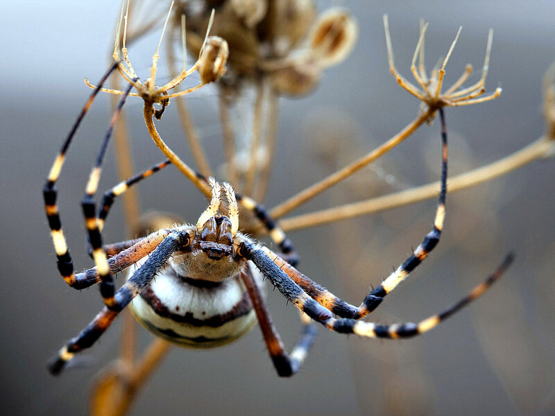 Spider on Dried Plant
