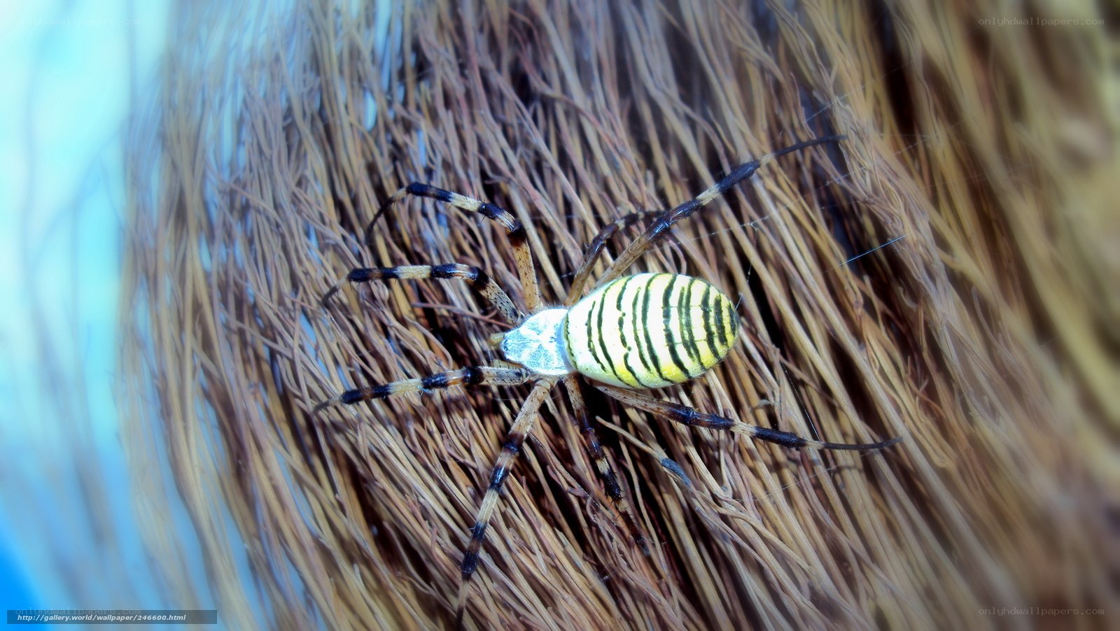 Spider on dry grass