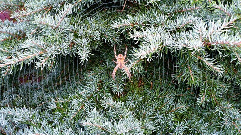 Spider on evergreen branches