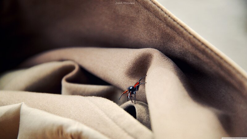 Spider on Fabric