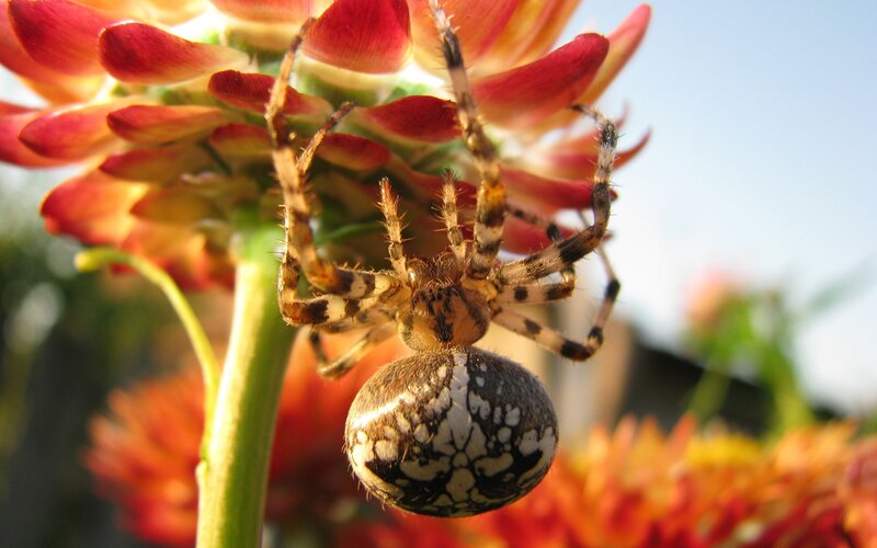 Spider on Flower — Red
