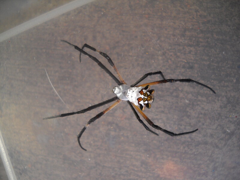 Spider on Glass Surface