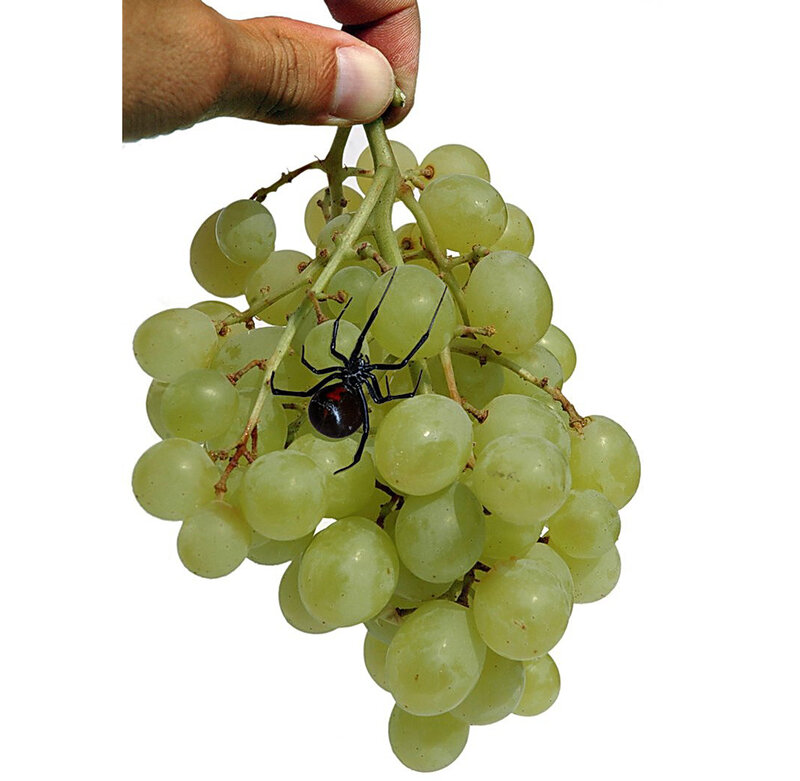 Spider on grapes