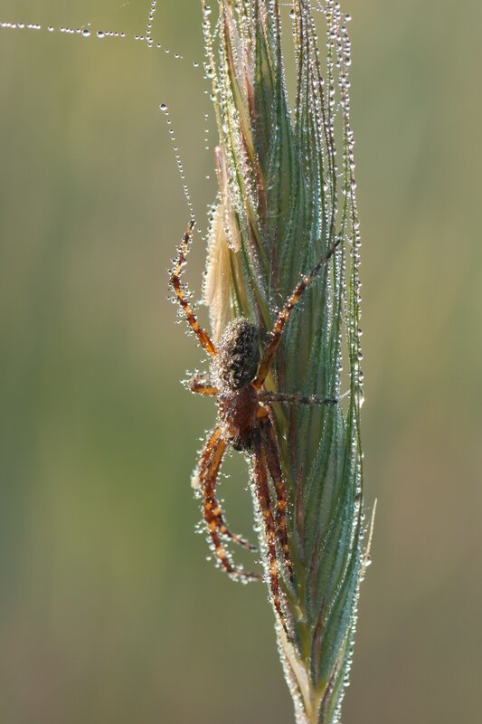 Spider on Grass Stem