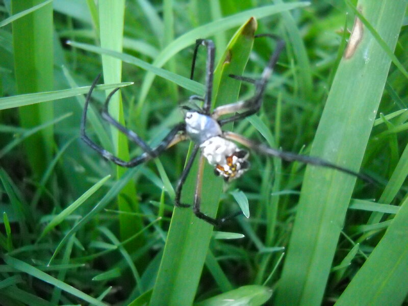 Spider on Green Grass