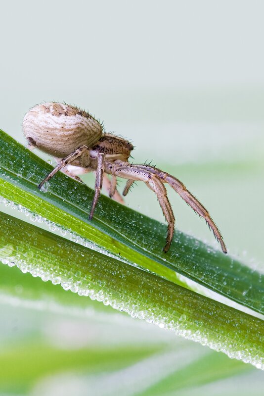 Spider on Green Leaf — Calm