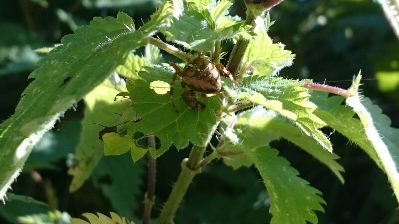 Spider on Green Leaf — Natural, Afternoon