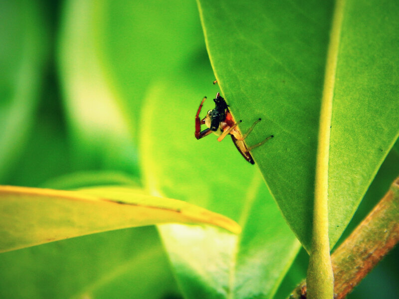 Spider on Green Leaf — Natural, Photograph