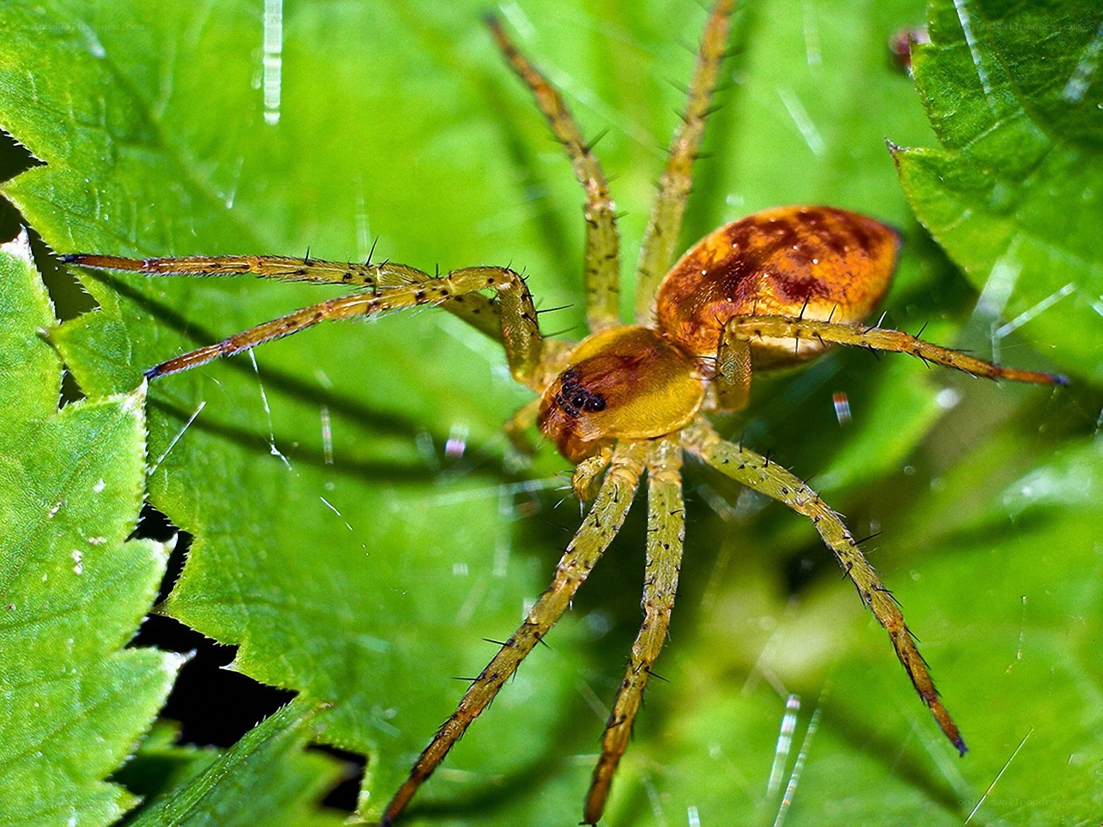 spider on green leaf