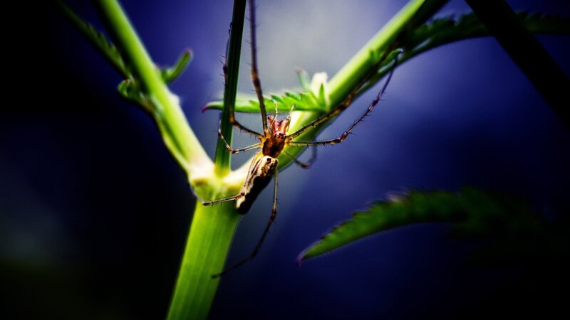 Spider on Green Stem