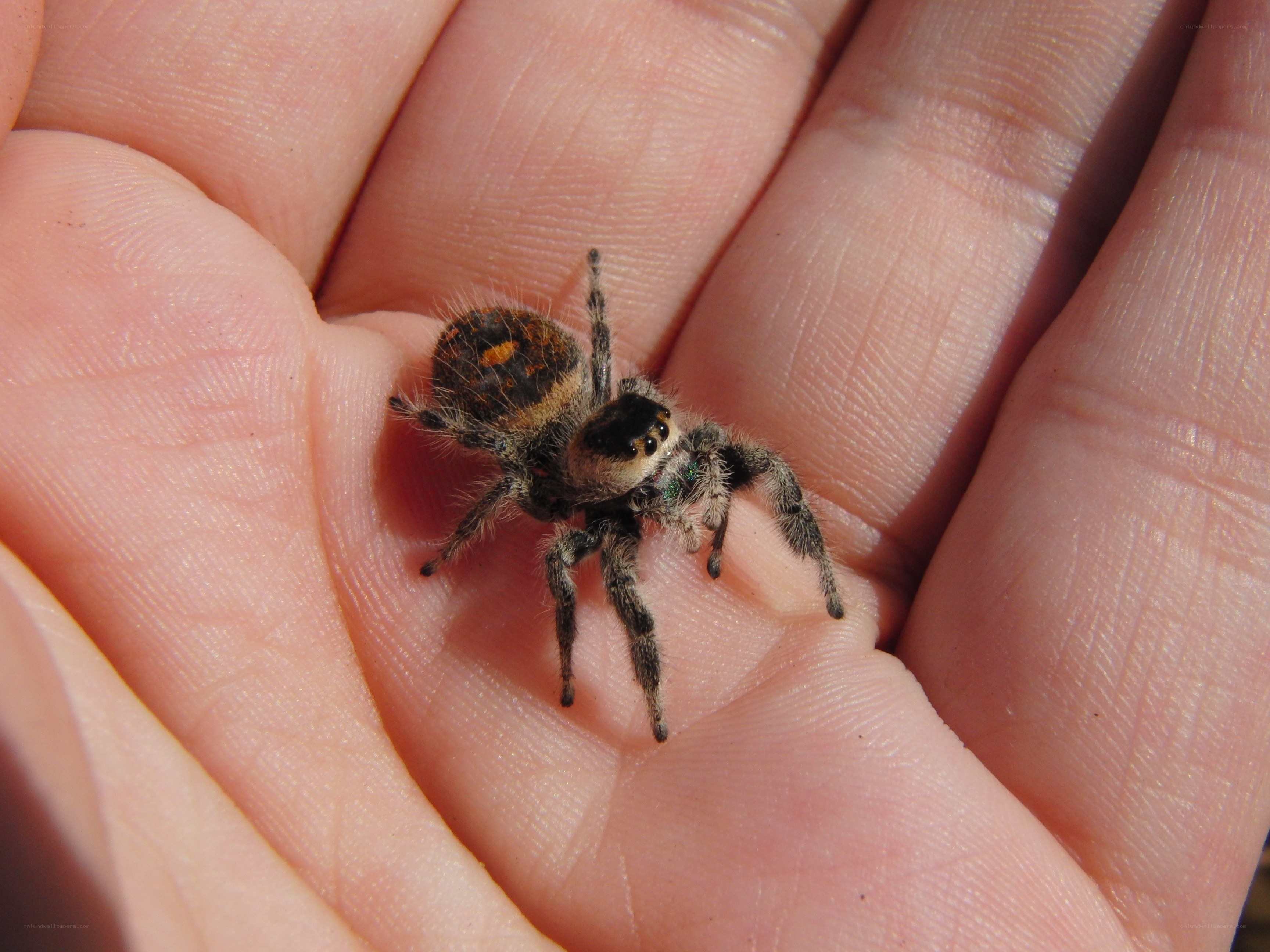spider on human hand