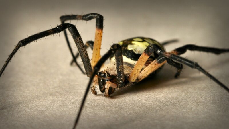 Spider on Its Back