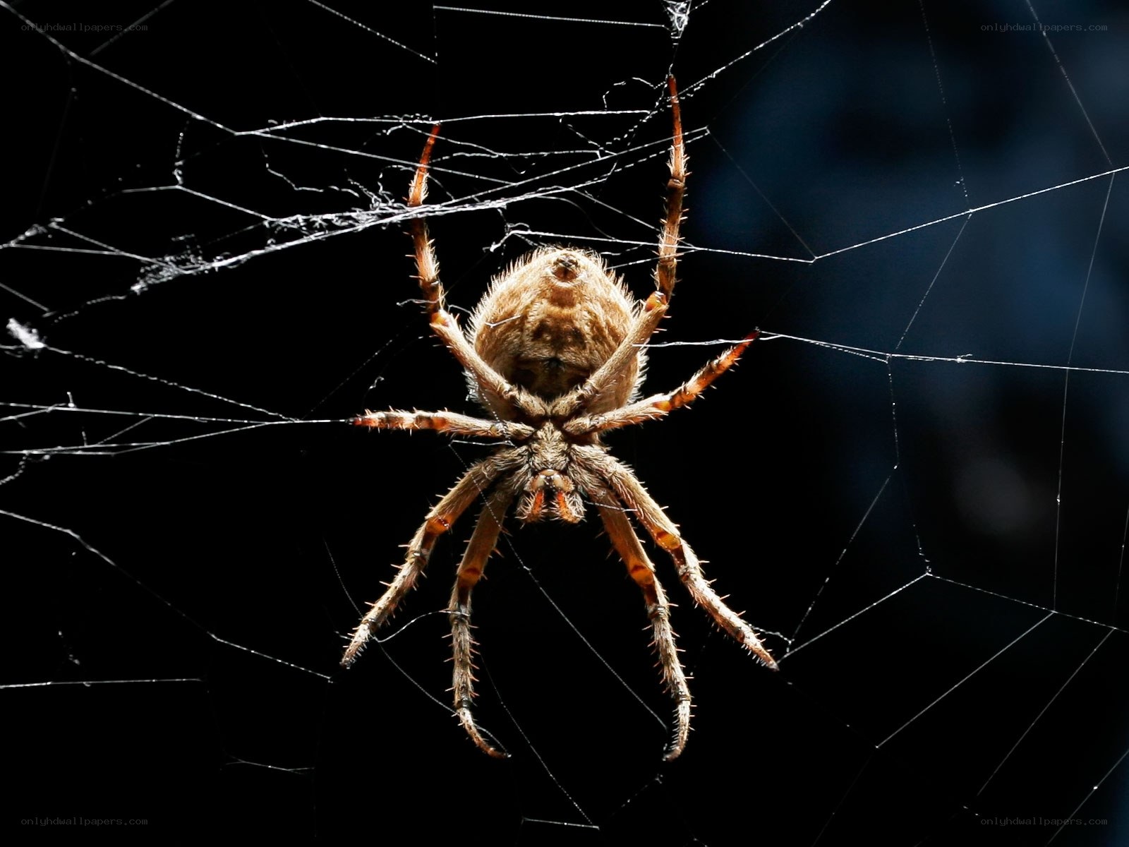 spider on its web