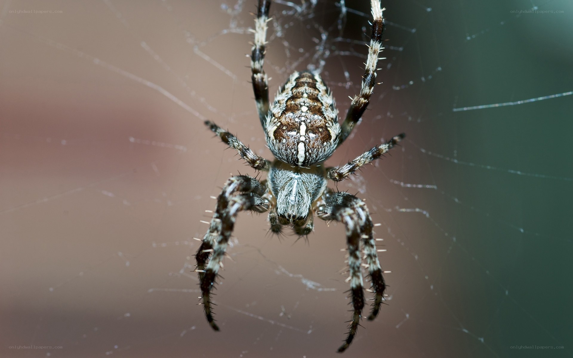 spider on its web