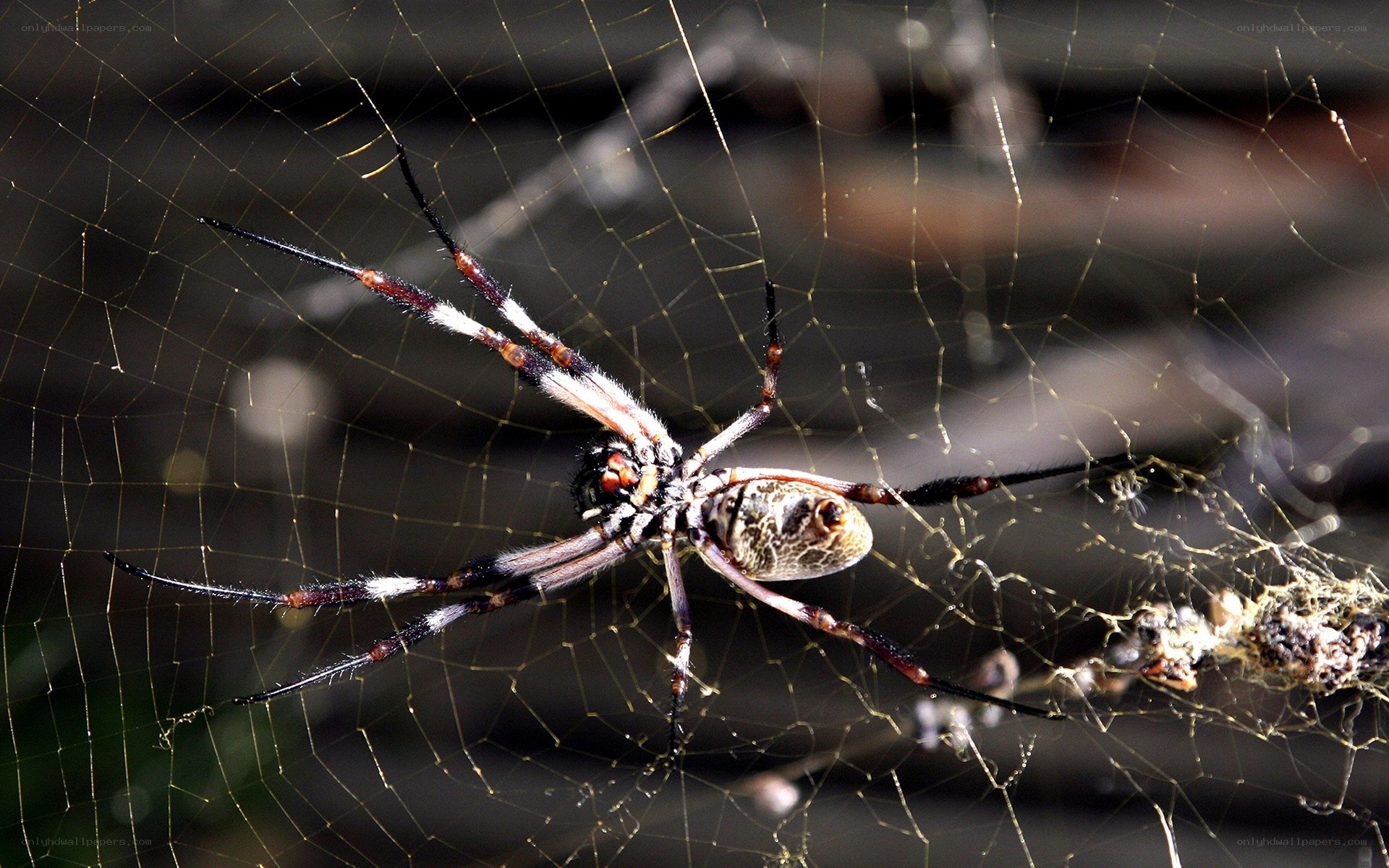 Spider on its web