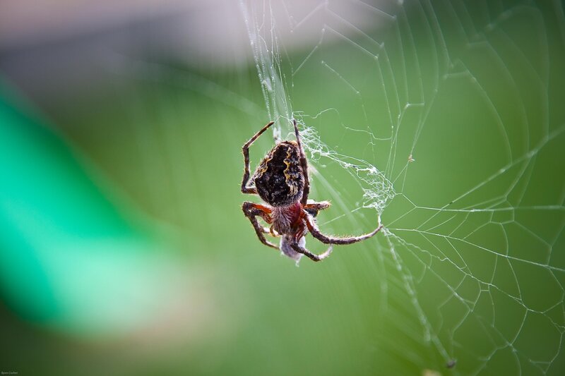 Spider on its web