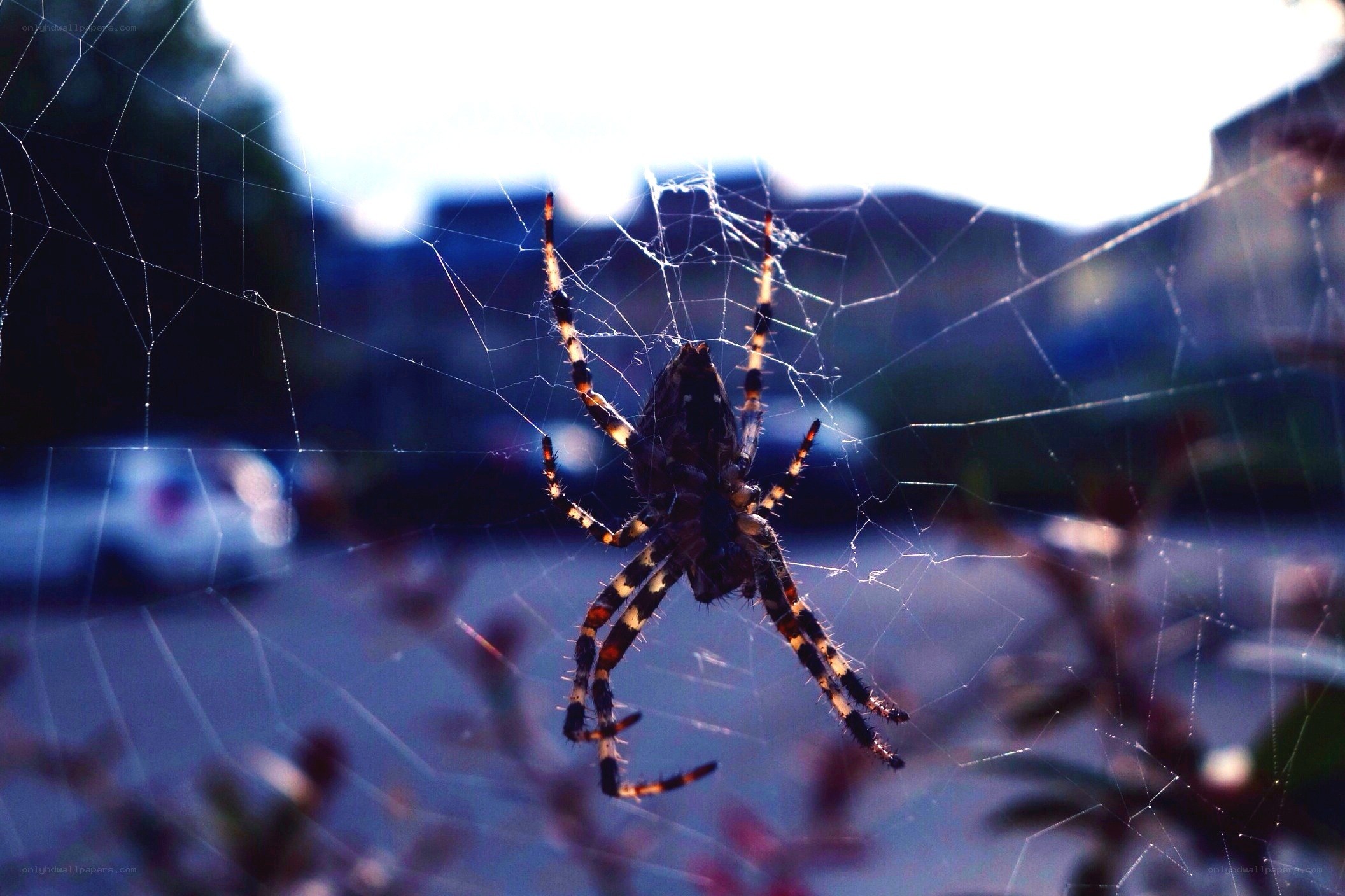 Spider on its web