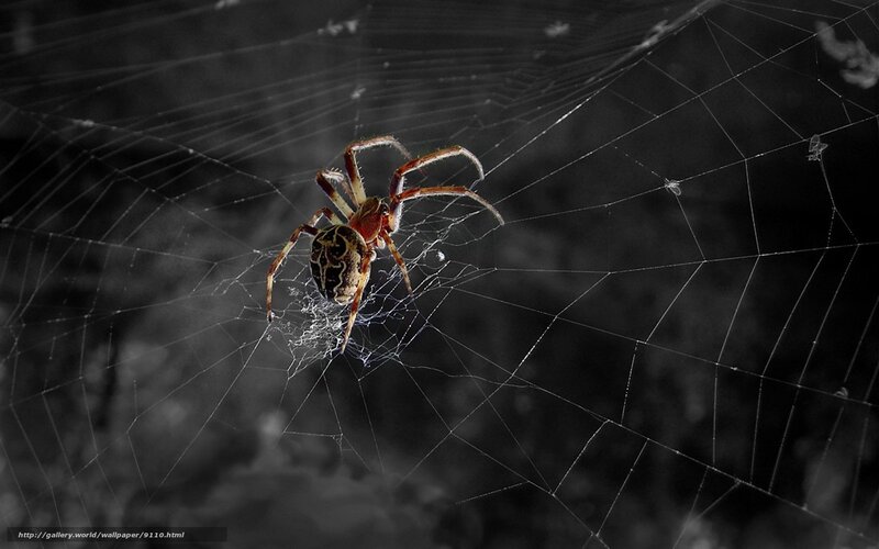 Spider on its web