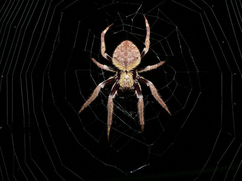 spider on its web