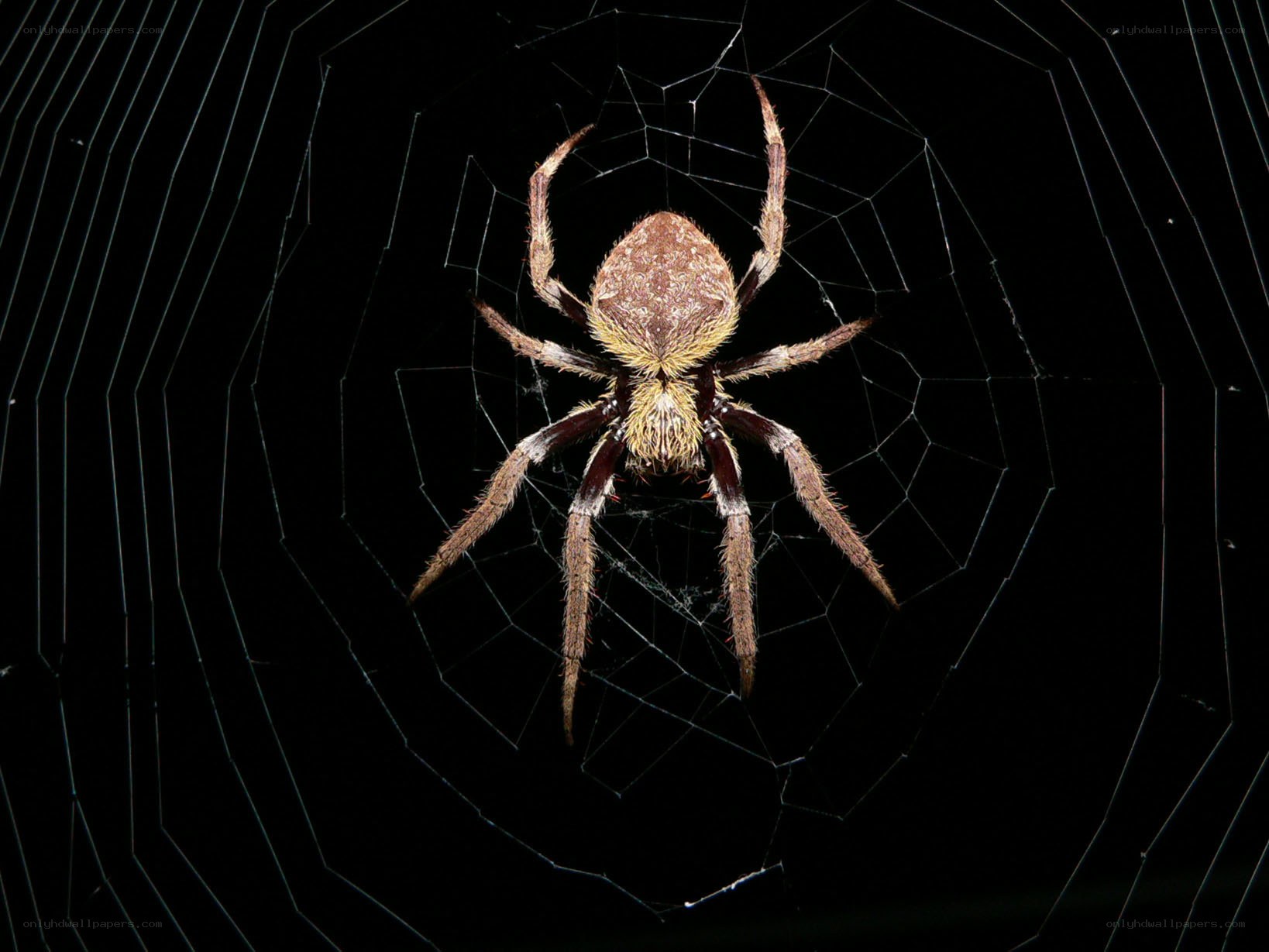spider on its web