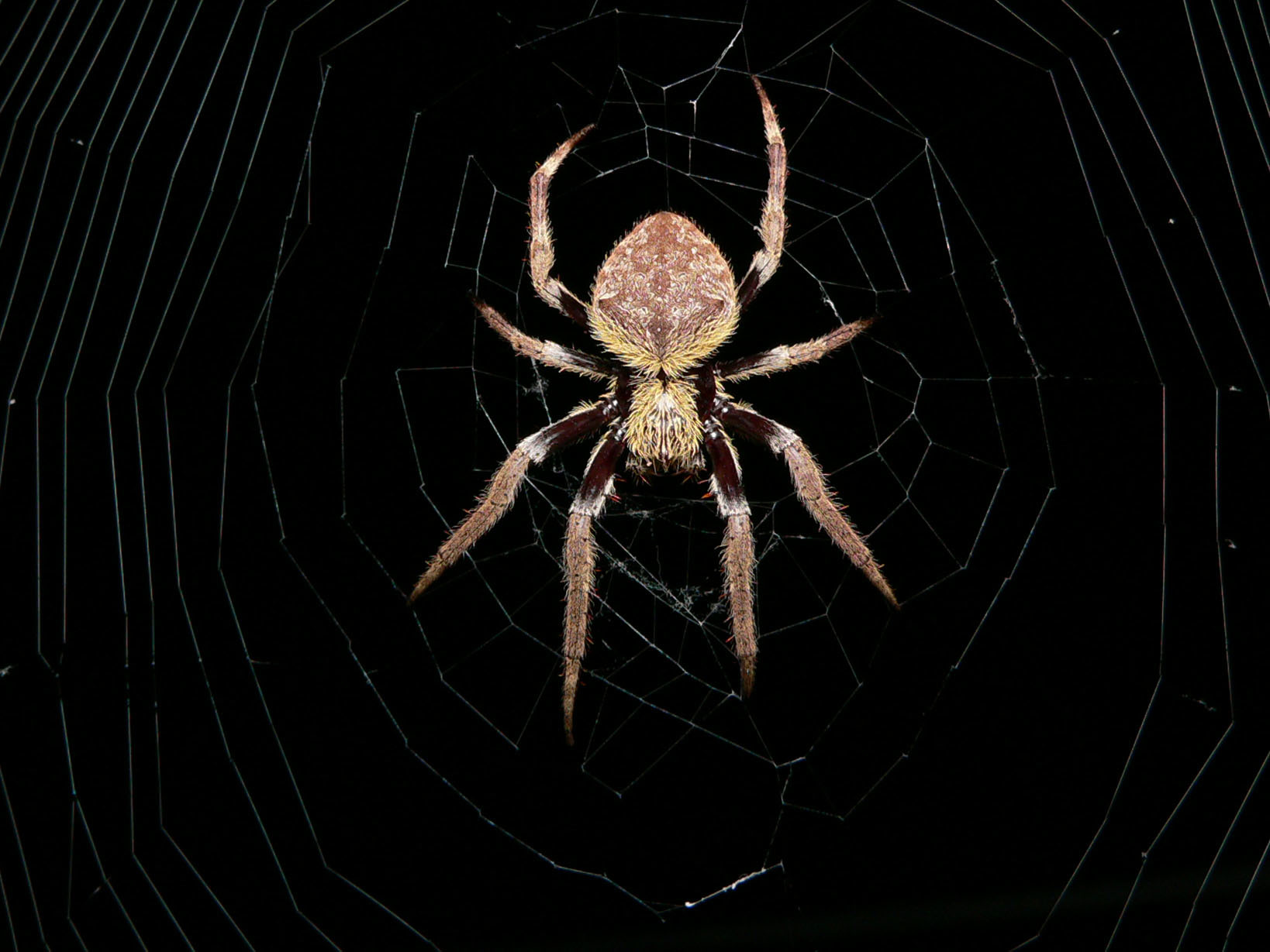 spider on its web