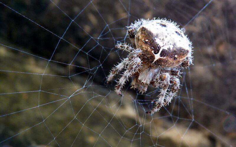 spider on its web