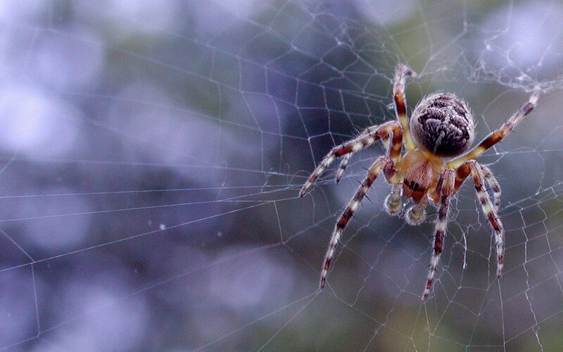 spider on its web