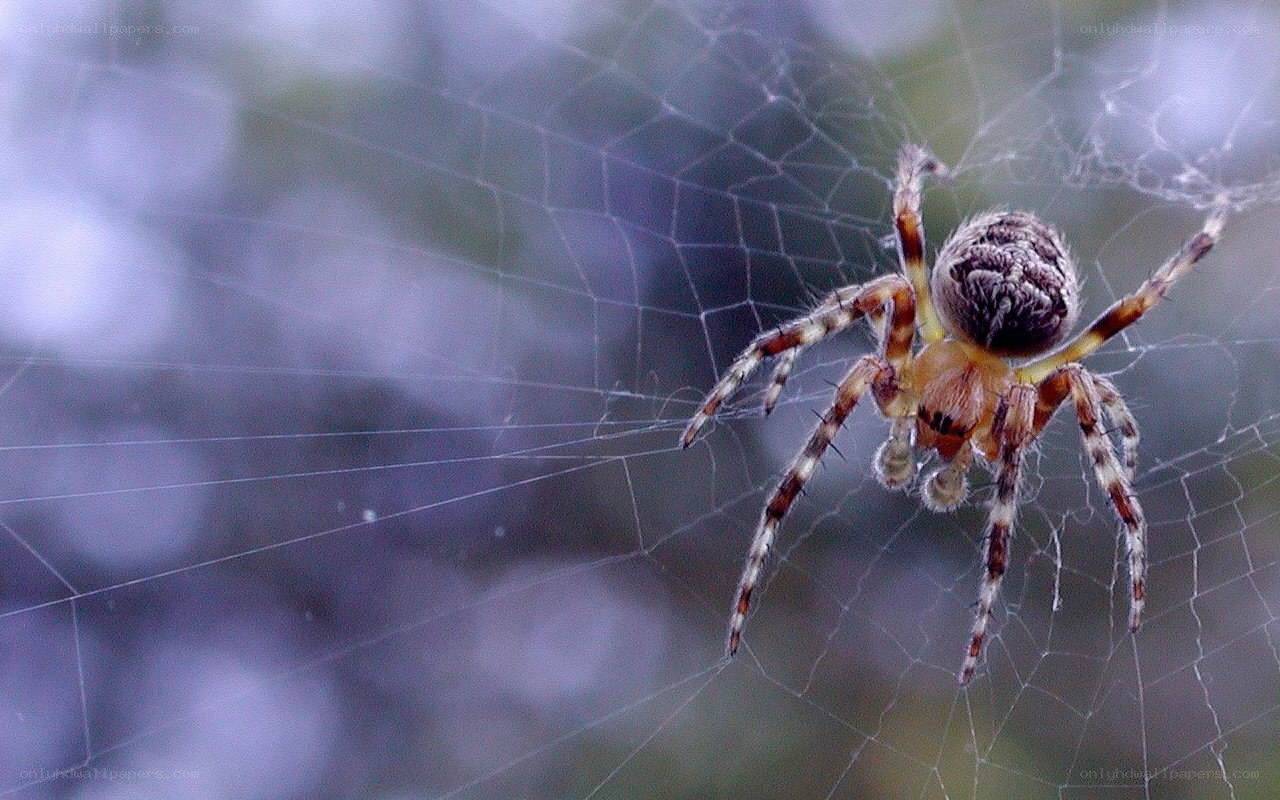 spider on its web