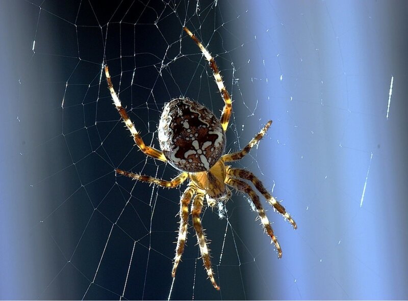 spider on its web