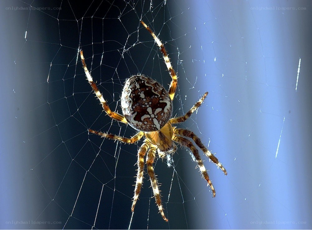 spider on its web