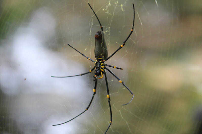 spider on its web