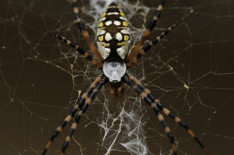 Spider on its web